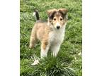 Adopt Linus a Tan/Yellow/Fawn - with White Collie / Mixed dog in Waldorf