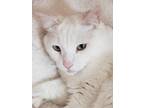 Adopt Doc a White Domestic Shorthair (short coat) cat in Nashua, NH (40677265)