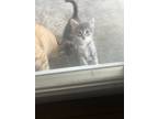 Adopt N/A 2 a Gray, Blue or Silver Tabby Domestic Shorthair / Mixed (short coat)
