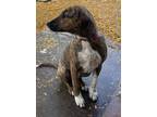 Adopt Little Miss Magic a Brindle Mixed Breed (Small) / Mixed Breed (Medium) /