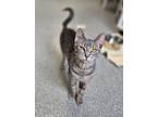 Adopt Beautiful a Gray or Blue Domestic Shorthair / Mixed Breed (Medium) / Mixed