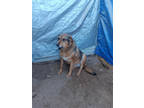 Adopt Nala a Brown/Chocolate German Shepherd Dog / Mixed dog in Fresno