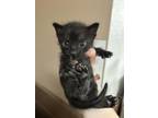 Adopt Taz a All Black Domestic Shorthair / Domestic Shorthair / Mixed cat in