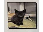 Adopt Aeriel Truesdale a All Black Domestic Shorthair / Domestic Shorthair /