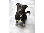 Adopt Cooper a Pit Bull Terrier / Mixed dog in Thief River Falls, MN (41204219)