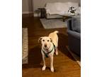 Adopt Stella a White Labrador Retriever / Bull Terrier / Mixed dog in