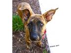 Adopt Oaklyn a Brindle - with White Mixed Breed (Large) / Mixed dog in