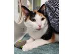 Adopt Athena a White Domestic Shorthair / Domestic Shorthair / Mixed cat in