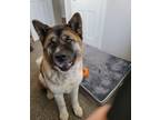 Adopt Jupiter a Red/Golden/Orange/Chestnut - with White Akita / Mixed dog in