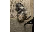 Adopt Ollie a Gray/Blue/Silver/Salt & Pepper Morkie / Mixed dog in Cedar Lake