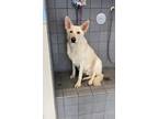Adopt Buddy a White German Shepherd Dog / Mixed dog in Fort Dodge, IA (40520168)
