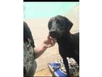Adopt Cletus a Black Labrador Retriever / Mixed dog in Abbeville, SC (41280852)