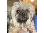 Adopt Haysel a Brindle Shih Tzu / Mixed (short coat) dog in Prole, IA (41280845)