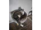Adopt Newt a Tiger Striped Domestic Shorthair / Mixed (short coat) cat in San