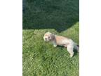 Adopt Daisy a Tan/Yellow/Fawn - with White Cavachon / Mixed dog in Milwaukee