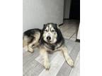 Adopt Cheif a Black - with White Husky / Mixed dog in Derby, KS (41061051)