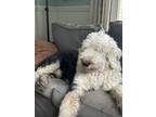 Adopt Prince a Black - with White Old English Sheepdog / Mixed dog in Saint