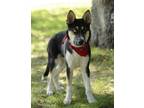 Adopt Brody a Tricolor (Tan/Brown & Black & White) Husky / Shepherd (Unknown