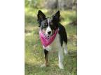 Adopt Lulu a Tricolor (Tan/Brown & Black & White) Papillon / Spaniel (Unknown