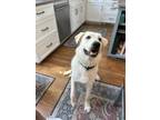 Adopt Otto a Tan/Yellow/Fawn Great Pyrenees / Mixed dog in Concord