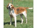 Adopt Lloyd a Hound (Unknown Type) dog in Fairfax Station, VA (39215359)
