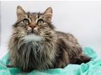Adopt Jady a Domestic Longhair / Mixed cat in Muskegon, MI (41137058)