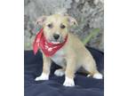 Adopt Georgie a Tan/Yellow/Fawn Shepherd (Unknown Type) / Terrier (Unknown Type