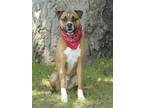 Adopt Ranger a Boxer / Terrier (Unknown Type, Medium) / Mixed dog in Dana Point