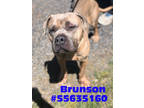 Adopt Brunson- Stray a White American Pit Bull Terrier / Mixed Breed (Medium) /