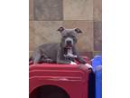 Adopt IVO a Gray/Blue/Silver/Salt & Pepper American Pit Bull Terrier / American