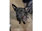 Adopt Griff a Brindle Dutch Shepherd dog in Syracuse, NY (41265555)