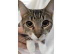 Adopt Siete a Spotted Tabby/Leopard Spotted Domestic Shorthair cat in Jessup