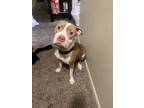 Adopt Azula a Tan/Yellow/Fawn - with White American Pit Bull Terrier / Mixed dog