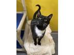 Adopt Maddox a All Black Domestic Shorthair / Domestic Shorthair / Mixed cat in