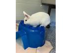 Adopt Petunia a American / Mixed rabbit in Port McNicoll, ON (41280449)
