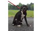 Adopt Tessa - Adoptable a Labrador Retriever / Mixed Breed (Medium) / Mixed dog