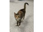 Adopt Veda a Brown or Chocolate Domestic Shorthair / Domestic Shorthair / Mixed