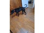 Adopt Kuda a Black Labrador Retriever / Mixed dog in Huntsville, AL (39897457)
