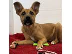 Adopt Chester a German Shepherd Dog / Mixed Breed (Medium) / Mixed dog in