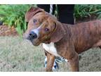 Adopt Kevin/jaxen a Brindle Mixed Breed (Medium) / Mixed dog in Brunswick