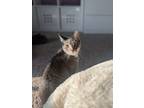 Adopt Socks a Gray, Blue or Silver Tabby Domestic Mediumhair / Mixed (medium