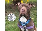 Adopt Paulo a Brown/Chocolate Mixed Breed (Large) / Mixed dog in Menands