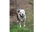 Adopt Nicco a White - with Gray or Silver American Pit Bull Terrier / Mixed dog