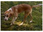 Adopt Sally a Tan/Yellow/Fawn - with White Foxhound / Labrador Retriever / Mixed