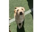 Adopt Nina a Tan/Yellow/Fawn Labrador Retriever / Mixed dog in Skippack