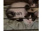Adopt Leah a Spotted Tabby/Leopard Spotted Domestic Shorthair / Mixed cat in