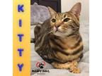 Adopt Kitty (Courtesy Post) a Domestic Shorthair / Mixed (short coat) cat in
