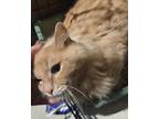 Adopt Dexter a Domestic Mediumhair (long coat) cat in Acworth, GA (41279664)