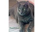 Adopt Moonshadow a Gray or Blue Domestic Shorthair (short coat) cat in Chicago