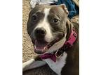 Adopt Mia a Gray/Silver/Salt & Pepper - with White American Pit Bull Terrier /